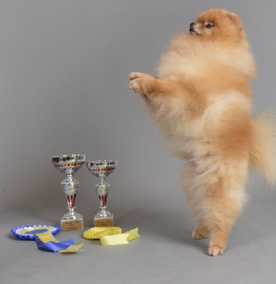 des Petits Princes De Urkys - Un Petit Prince Champion de Suisse